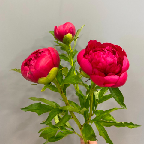 Пион Ред Шарм от интернет-магазина «Rozman Flowers» в Нижневартовске