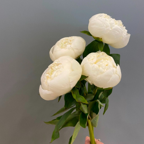 Пион Айсберг от интернет-магазина «Rozman Flowers» в Нижневартовске