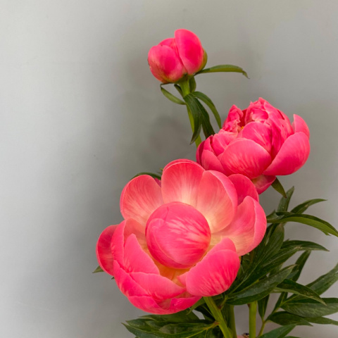 Пион Корал от интернет-магазина «Rozman Flowers» в Нижневартовске